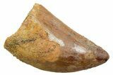 Serrated, Carcharodontosaurus Tooth - Real Dinosaur Tooth #351615-1